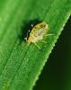 Myzus ornatus